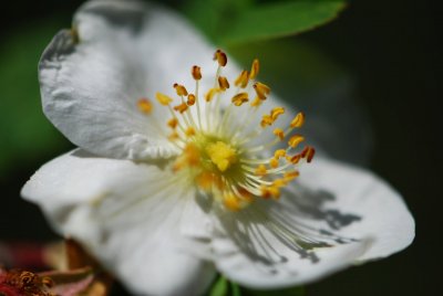 Rosa omeiensis 'Pteracantha' - růže omejská - květ